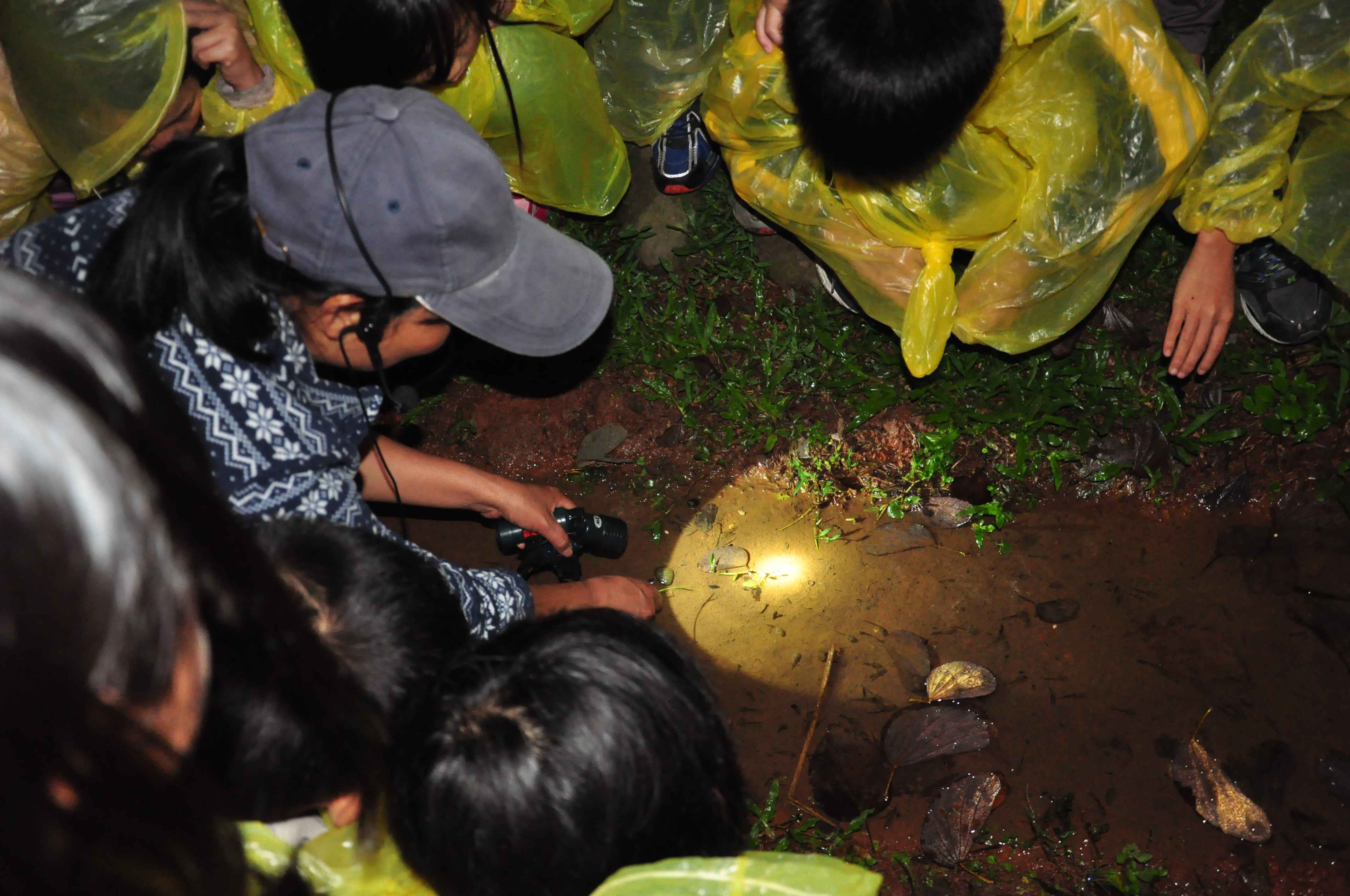 螢火蟲季賞螢生物多樣性課程