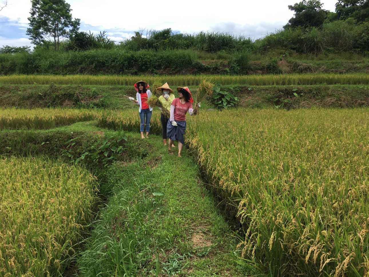 水稻產業的水足跡、碳足跡及創造的附加產值都是氣候智慧農業面臨的挑戰