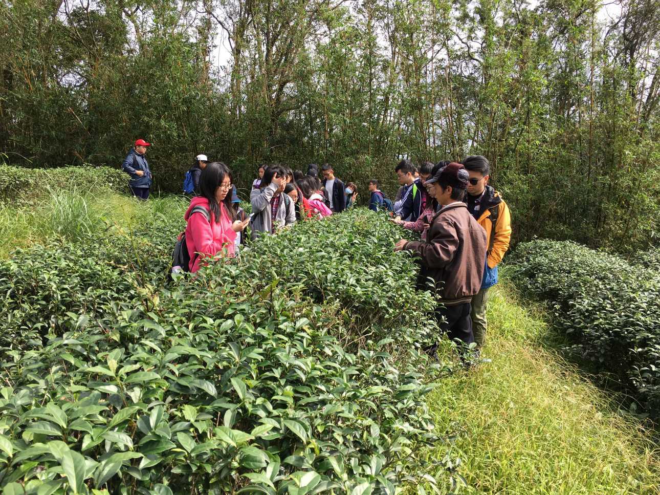 坪林自然農法茶園除了生產茶葉外也提供生物多樣性棲地及環境教育場域