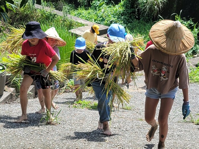 乾華國小-女學生運用稻穀